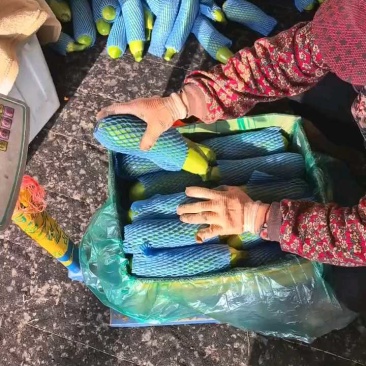 西葫芦山东大棚西葫芦新鲜绿皮西葫芦现摘现发欢迎采购联系