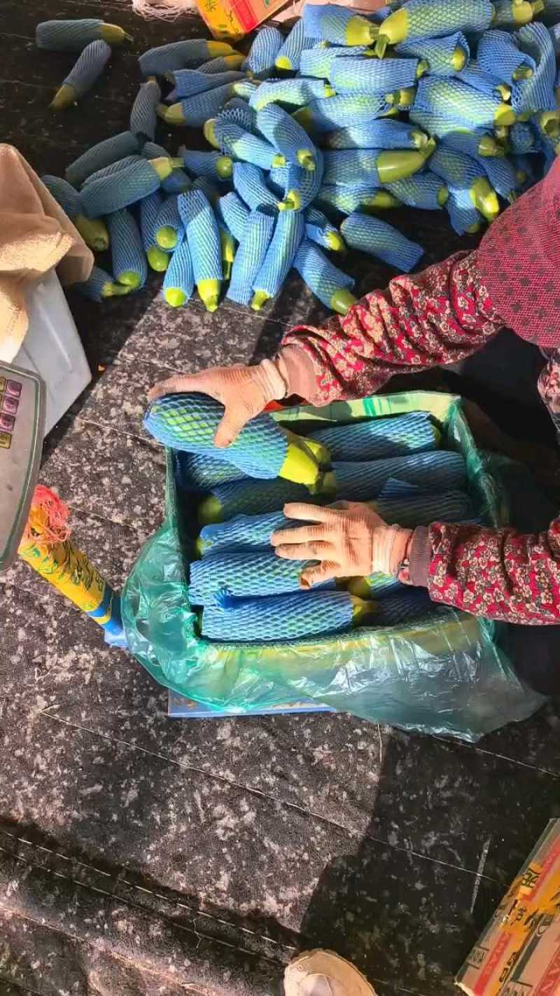 西葫芦山东大棚西葫芦新鲜绿皮西葫芦现摘现发欢迎采购联系