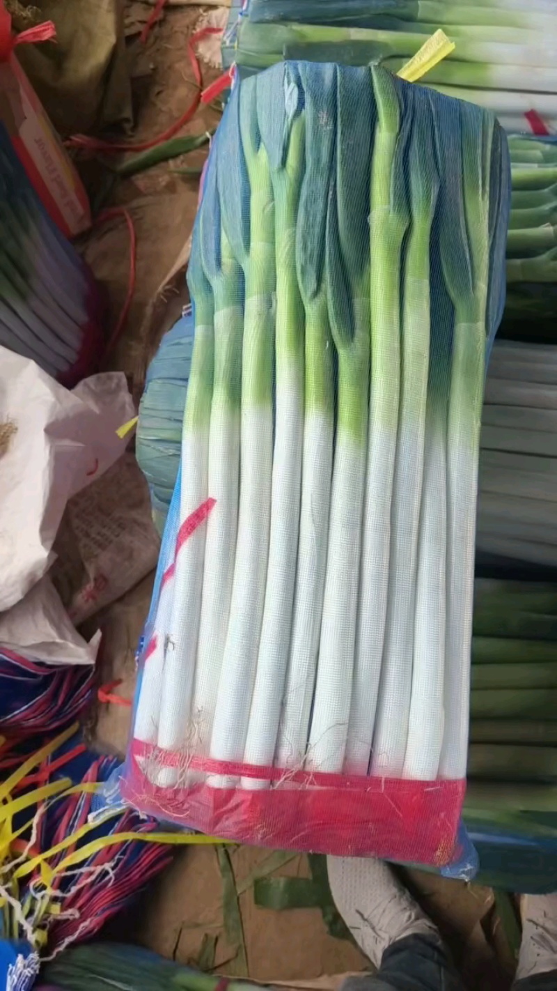 【实力推荐】铁杆大葱产地一手货源，量大优惠可对接全国客商
