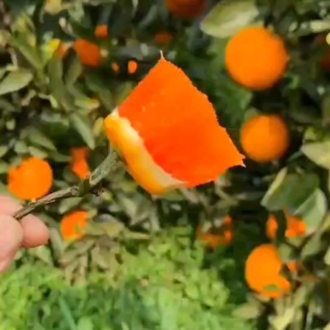 中华红橙，红心橙，血橙，产地供货，味甜，大小匀称