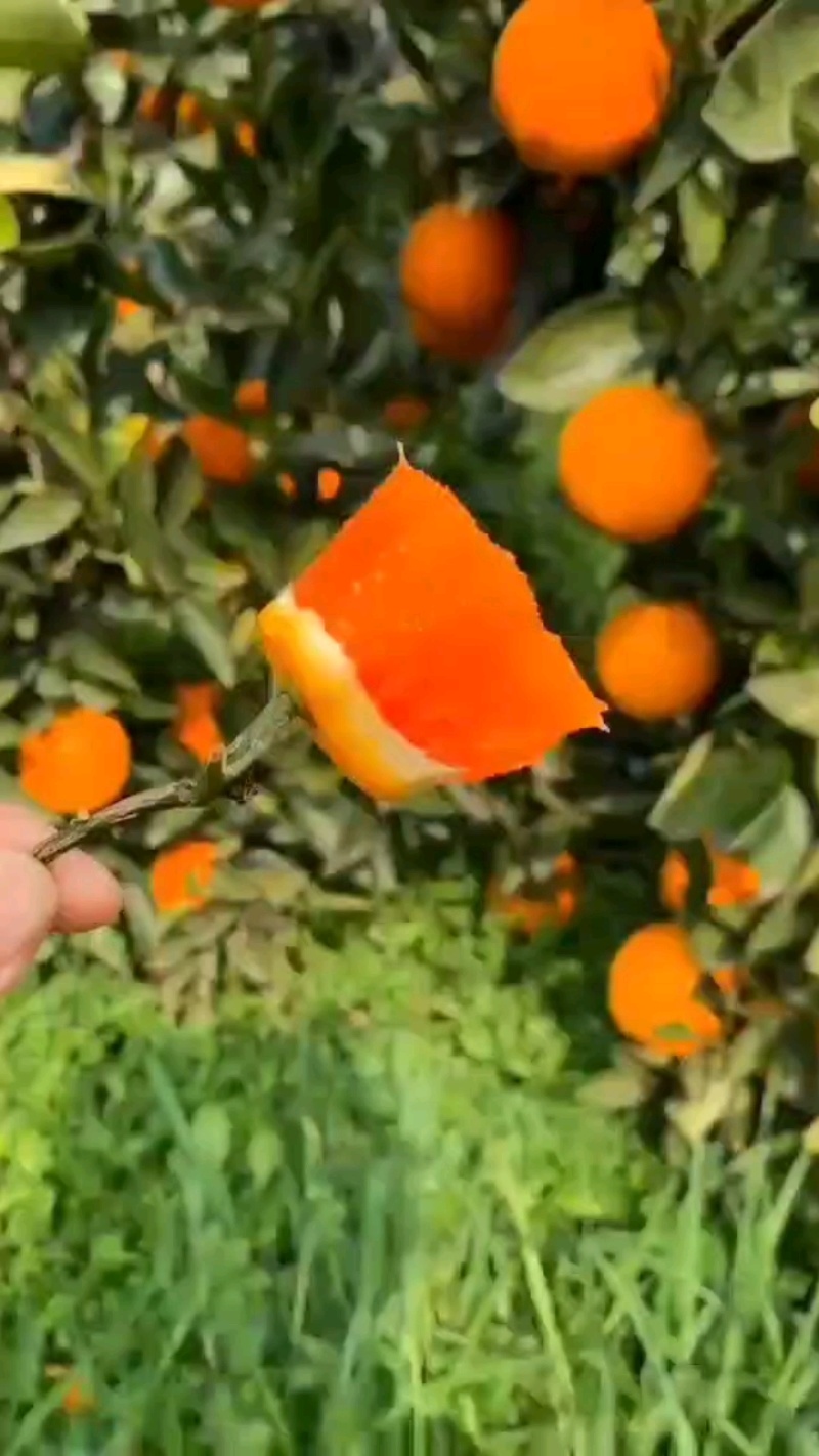 中华红橙，红心橙，血橙，产地供货，味甜，大小匀称