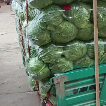 甘蓝产地直供量大从优可供加工厂