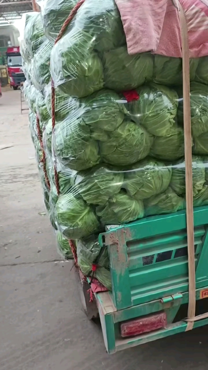 甘蓝产地直供量大从优可供加工厂