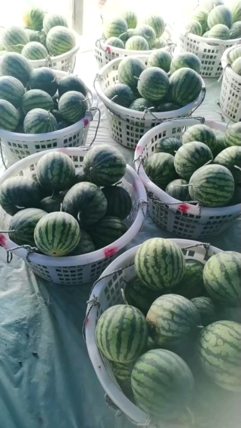 河南美都麒麟西瓜头茬二茬高次大量上市品质三包