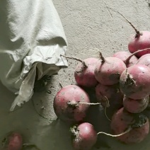 春节正常发货红皮萝卜无虫眼无黑心表皮光滑大量有货