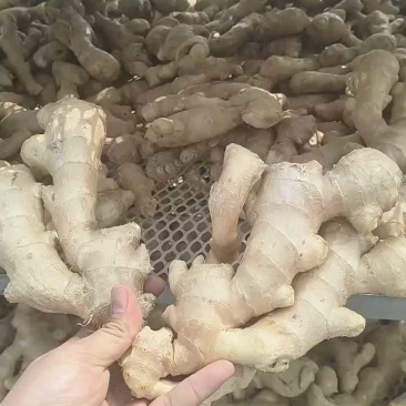 精品生姜产地直发服务周到视频看货品质**