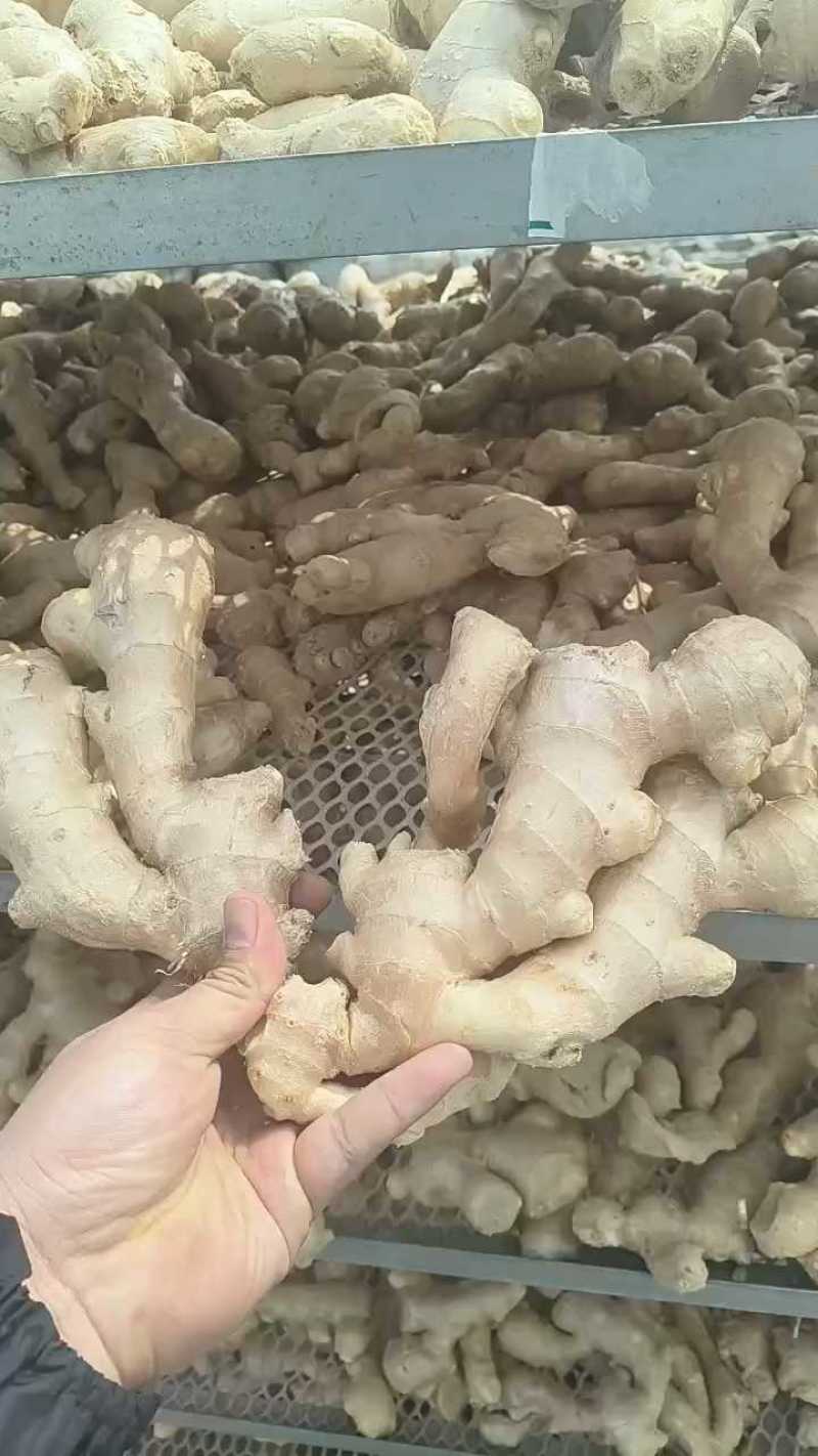 精品生姜产地直发服务周到视频看货品质**