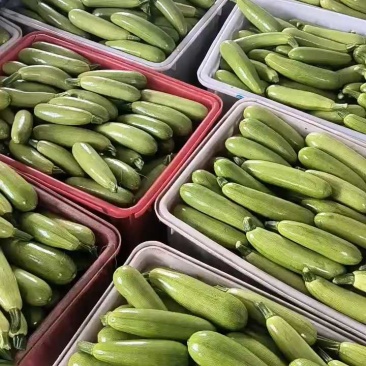 费县精品绿皮西葫芦基地种植货源充足稳定质量优良对接全国