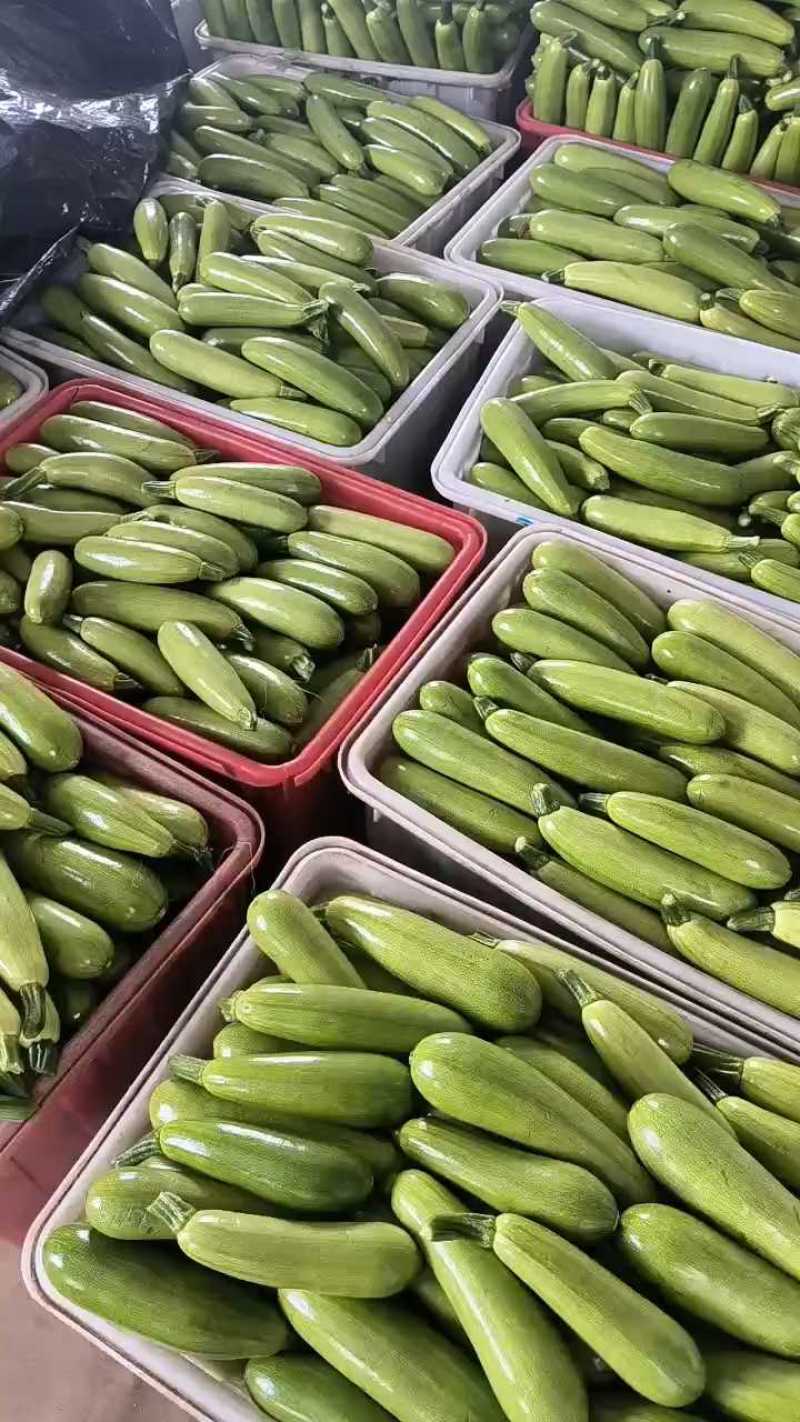 费县精品绿皮西葫芦基地种植货源充足稳定质量优良对接全国