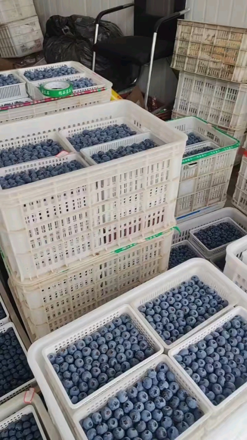 花香蓝莓L25L11优瑞卡云雀f6全国发货