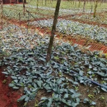 云南多花黄精不倒苗种植基地直发品种优良价格优惠欢迎下单