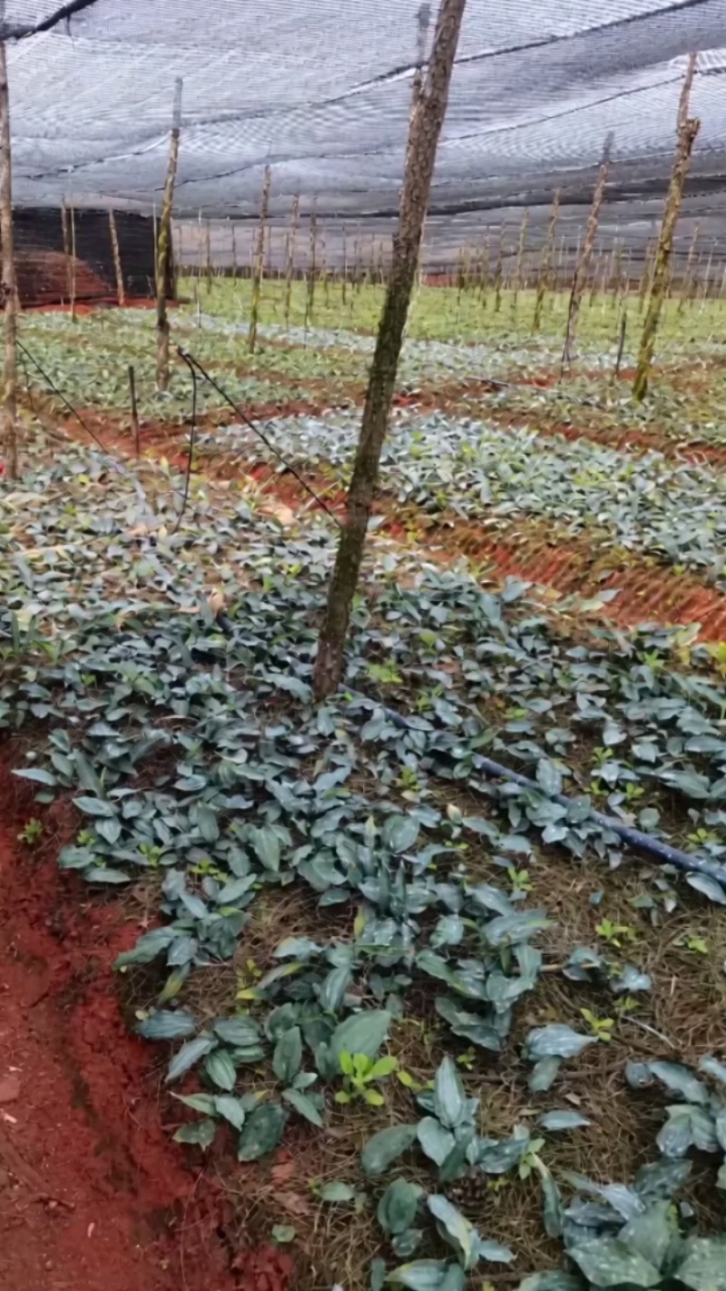 云南多花黄精不倒苗种植基地直发品种优良价格优惠欢迎下单