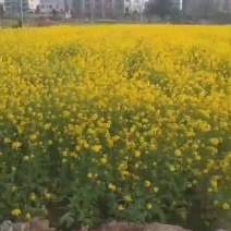 蜂蜜