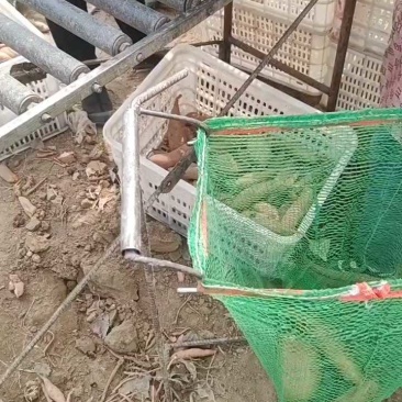 龙薯9号，3两起步，0.8毛上车！