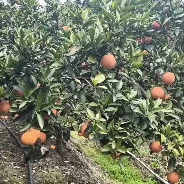 塔罗科血橙