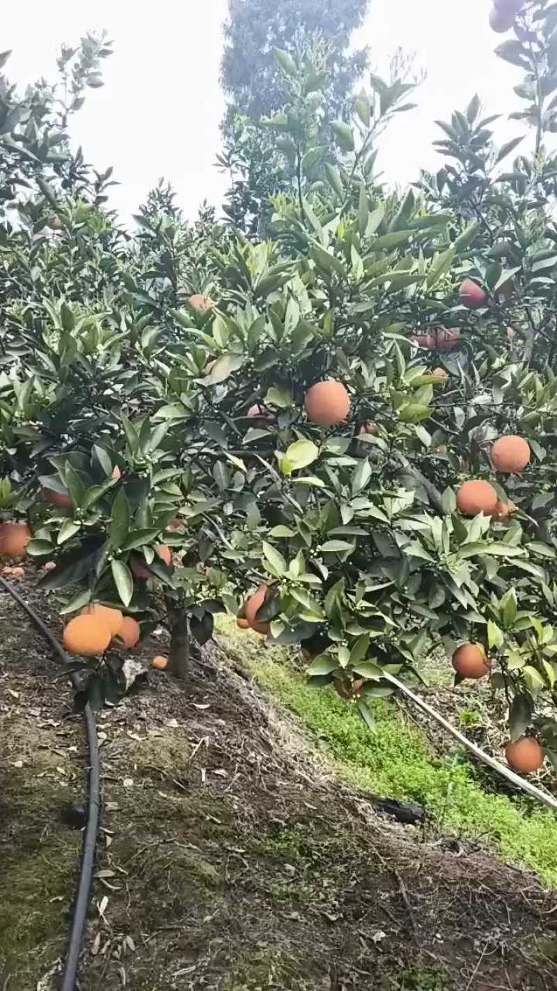 塔罗科血橙