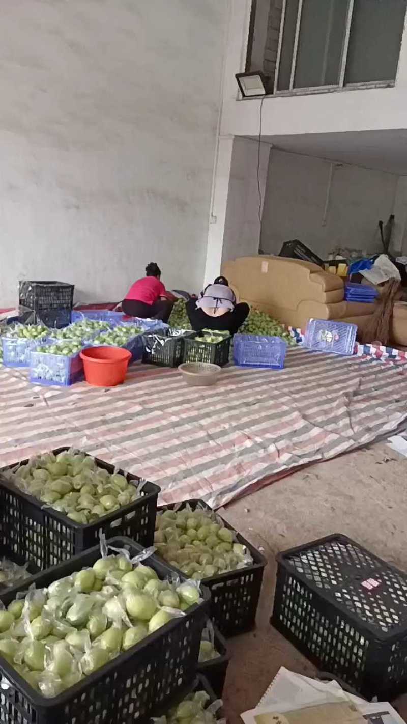 【热门水果】基地大青枣清甜无渣诚信经营一手货源