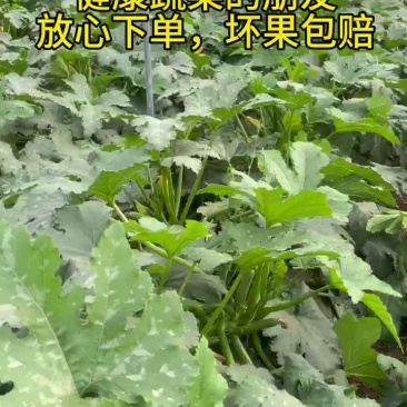 【精品上市】云南绿皮西葫芦，大量上货，保质保量，诚信经营