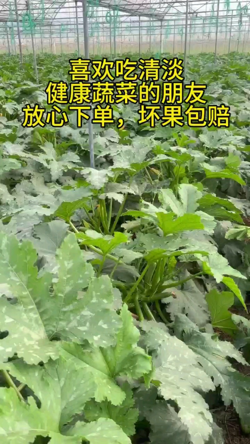 【精品上市】云南绿皮西葫芦，大量上货，保质保量，诚信经营