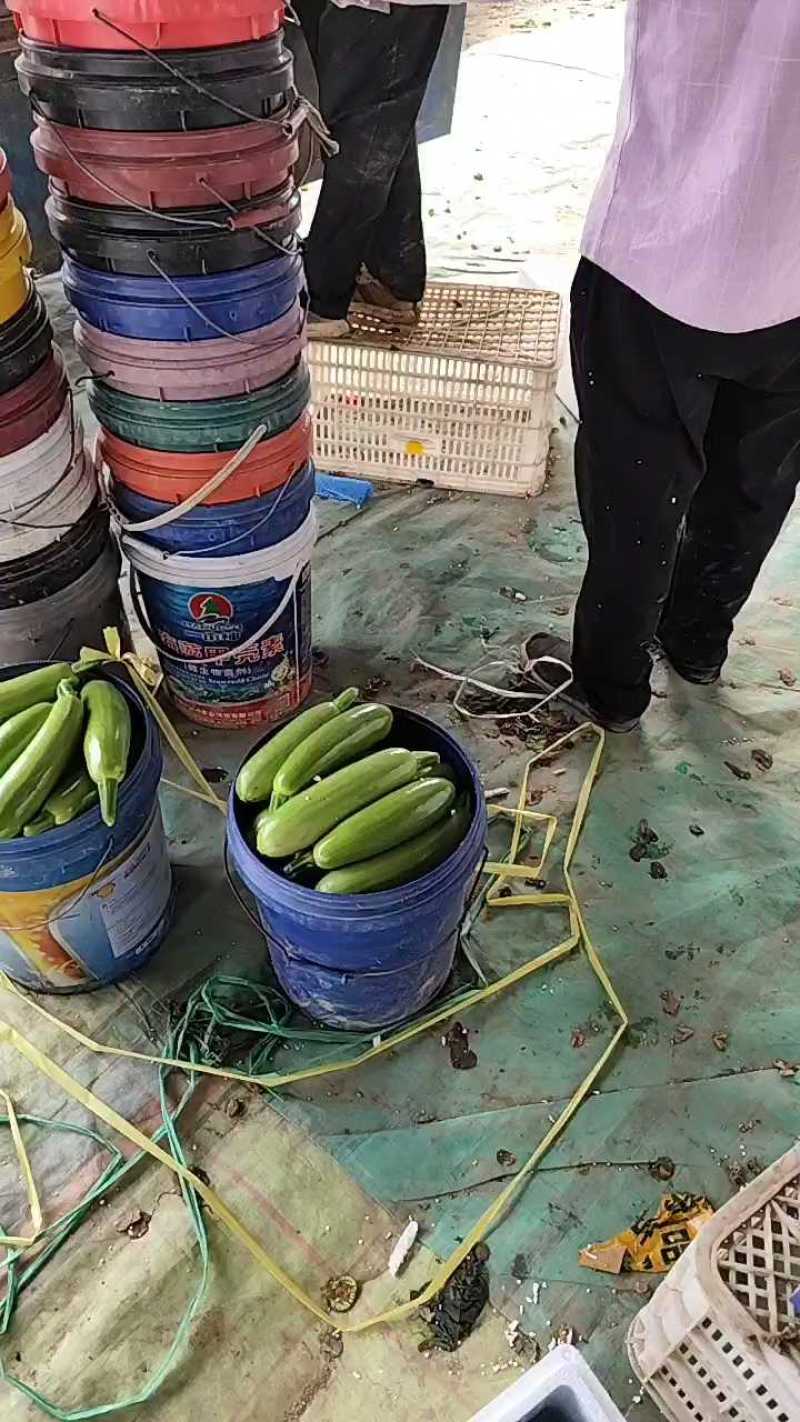 山东聊城西葫芦，六毛起，大量供货！