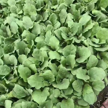 紫把长茄子苗嫁接大龙1618茄子苗苗粗壮苗厂批发价