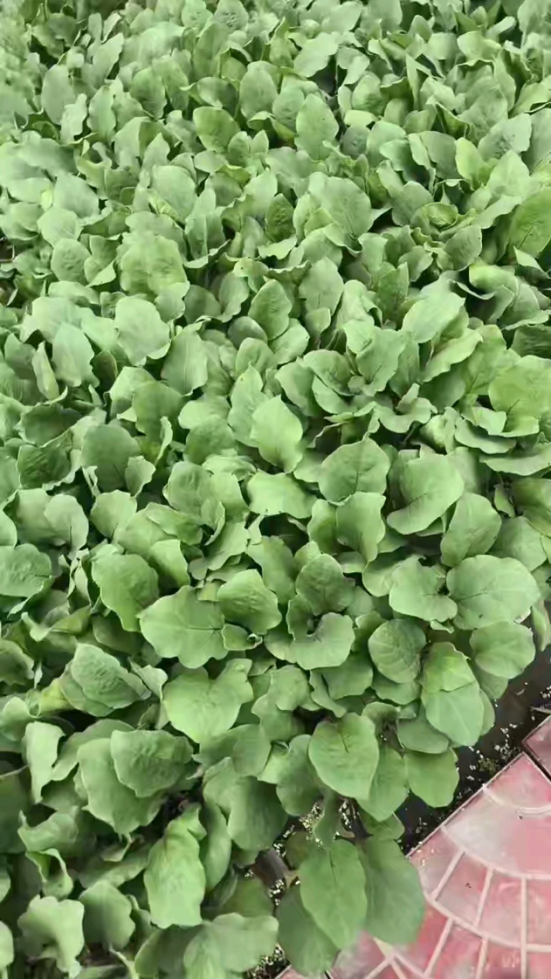 紫把长茄子苗嫁接大龙1618茄子苗苗粗壮苗厂批发价