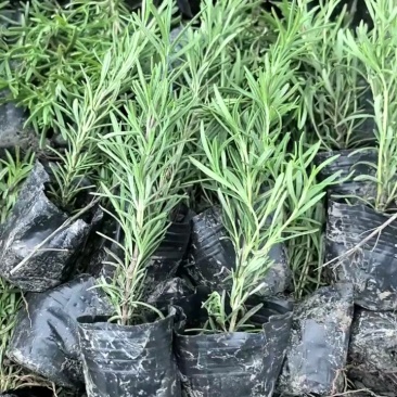 观叶植物迷迭香120杯，基地有量，欢迎来一亩田订购。