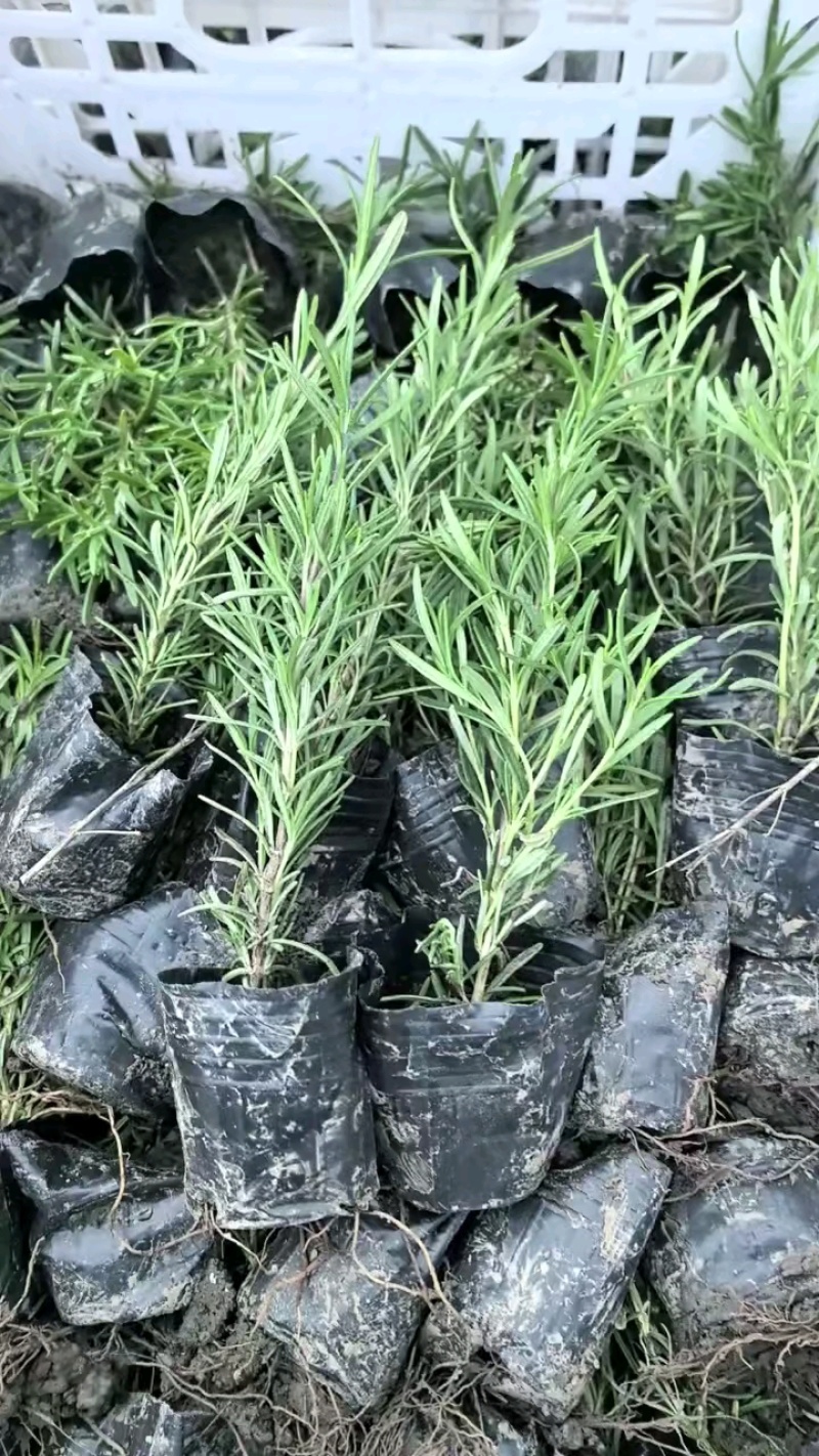 观叶植物迷迭香120杯，基地有量，欢迎来一亩田订购。