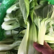 【全年供应】精品小油菜现采现发可对接各大商超