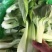 【全年供应】精品小油菜现采现发可对接各大商超