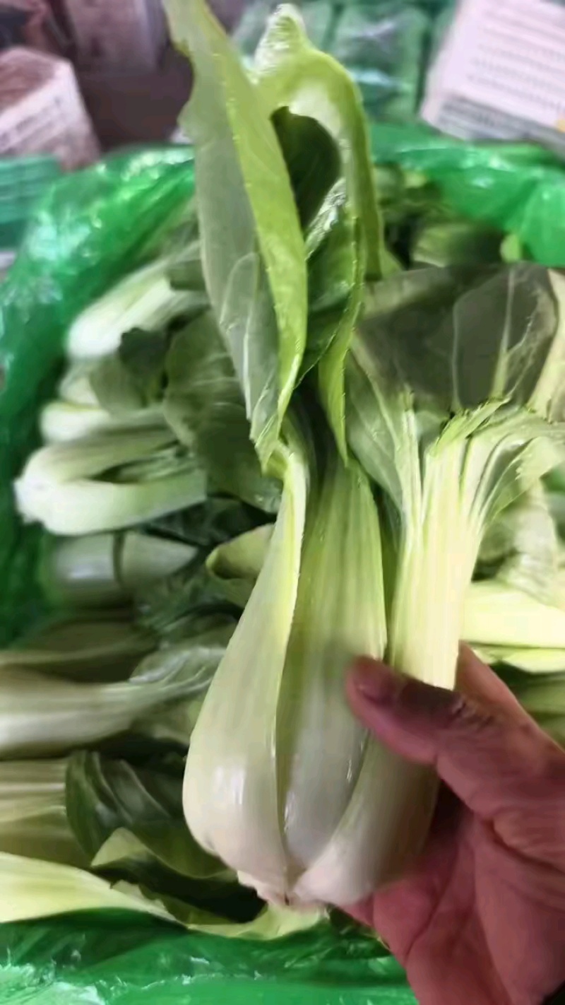 【全年供应】精品小油菜现采现发可对接各大商超