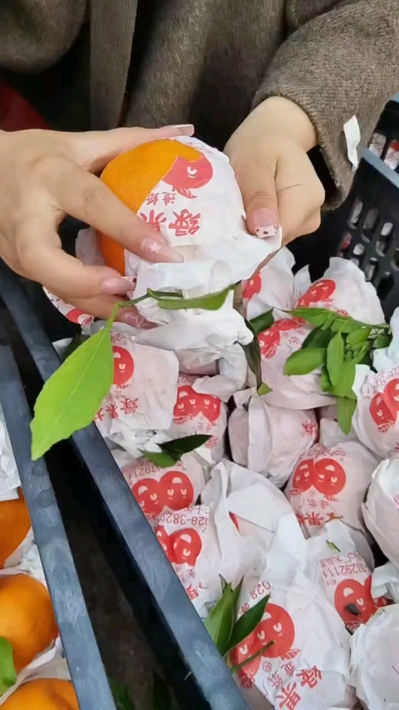 四川精品耙耙柑春见柑桔产地直发品质保证量大从优