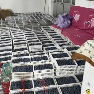山东蓝莓大棚蓝莓/L25蓝莓/花香蓝莓/品质齐全全国发货