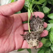 辣椒苗杂了种果型大膨果速度快粗7厘米果重350克耐热耐寒