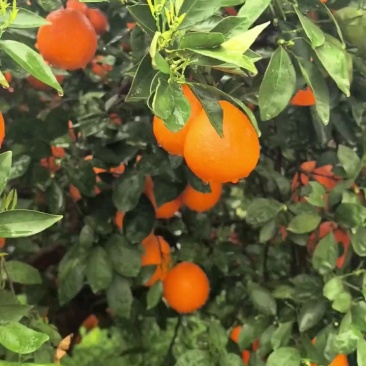 湖北纽荷尔长红产地品种齐全产地无中间商赚差价
