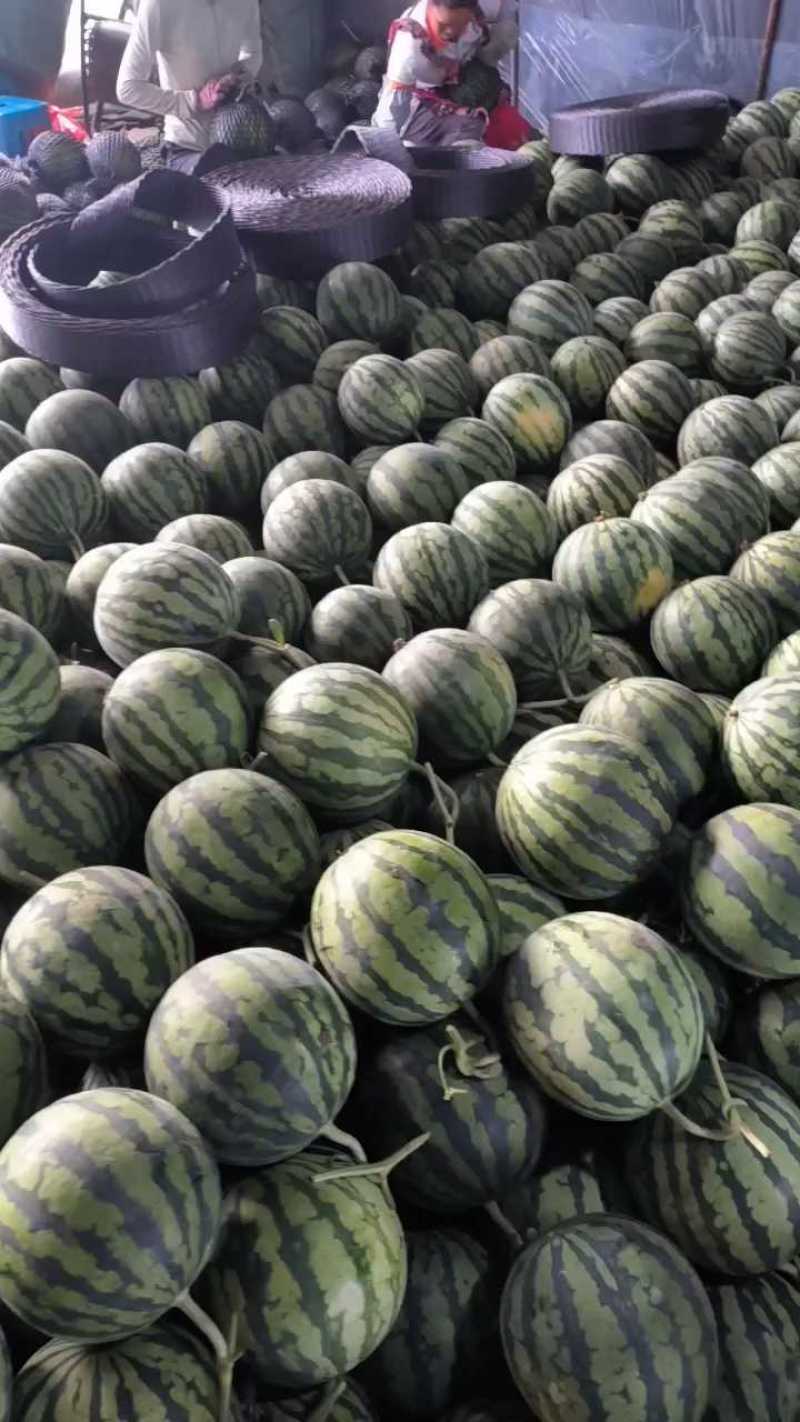 美都西瓜甜超甜，质量优美，量大优先，糖度高