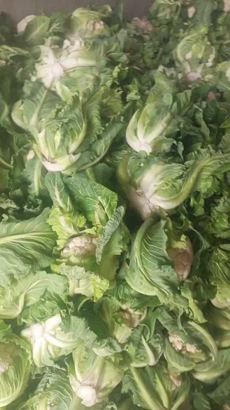 陕西实花，新鲜上市，货源充足，对接市场，档口，超市，