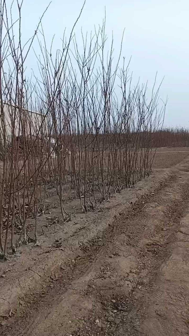 大红袍李子苗，自家苗圃繁育苗，保证纯度保证质量，死苗补发