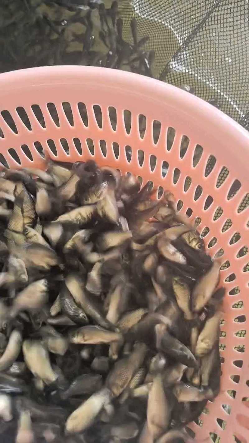 鲫鱼苗中科五号彭泽鲫鱼抗病毒生长速度快产量高规格齐全