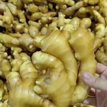 【优选】精品生姜批发窖藏大黄姜可加工风干姜产地供应