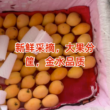 四川枇杷早钟6号枇杷大量现货供应，规格齐全，对接市场批发