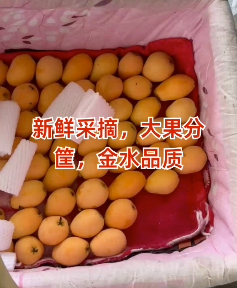 四川枇杷早钟6号枇杷大量现货供应，规格齐全，对接市场批发