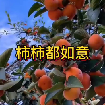 无核柿子苗，嫁接柿子树苗，脆皮柿磨盘柿摘下就吃，当年结果