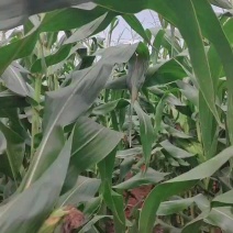 广东精品太阳花甜玉米大量上市，货源充足保质保量！