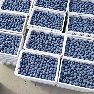 精品蓝莓产地直供量大从优保质保量欢迎前来选购