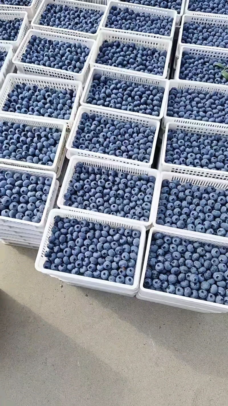 精品蓝莓产地直供量大从优保质保量欢迎前来选购