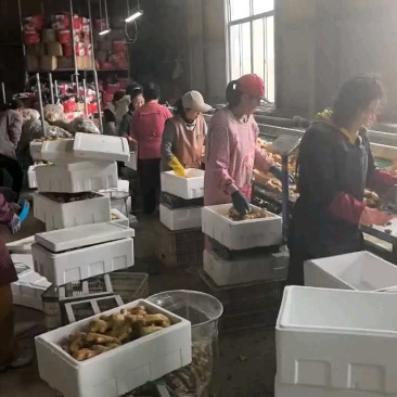 生姜山东精品大黄姜小黄姜产地农户一手货源全国发货