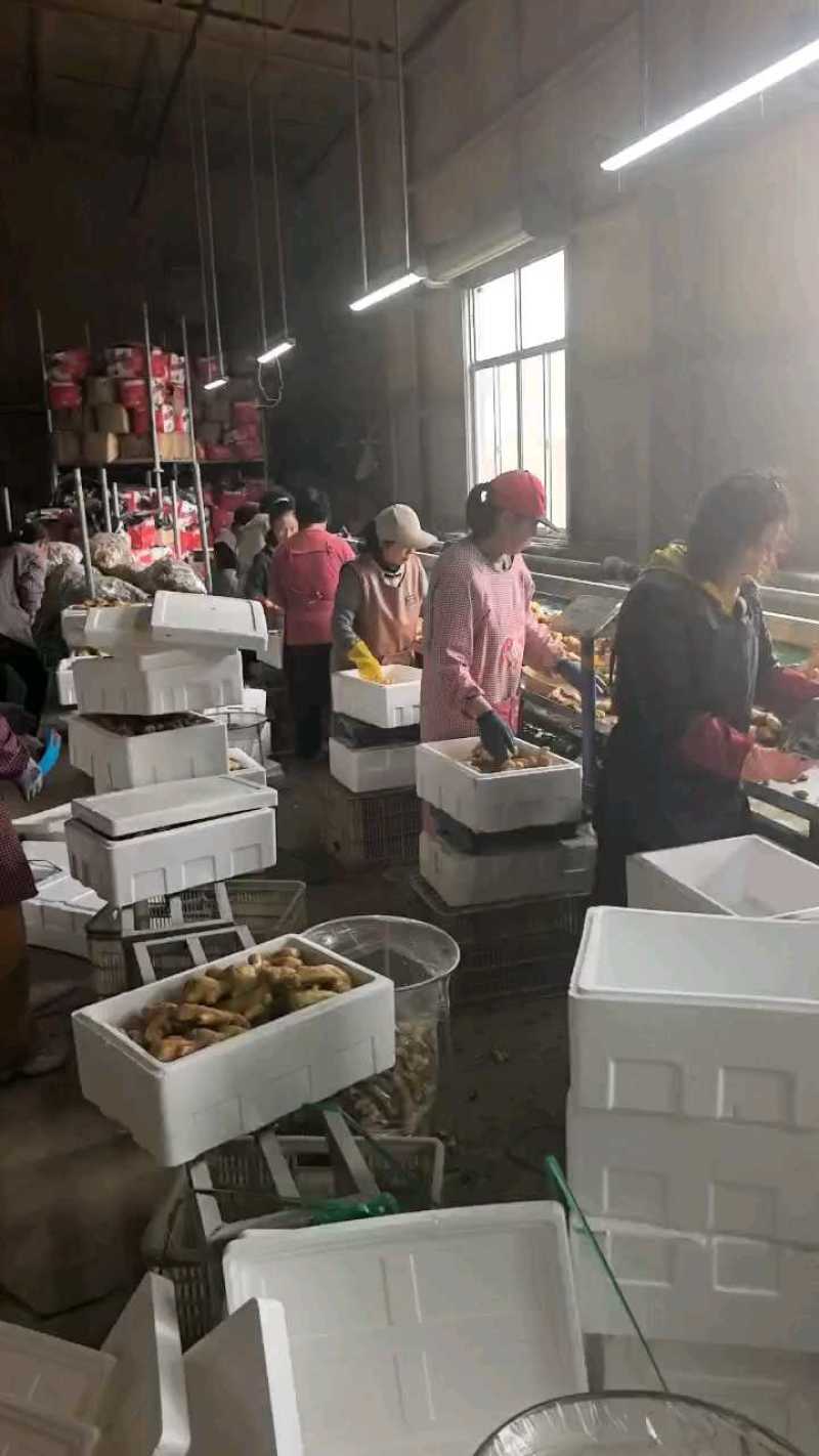 生姜山东精品大黄姜小黄姜产地农户一手货源全国发货
