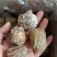 无工去核蜜枣金丝蜜枣厂家直供一手价格品质好电商代发
