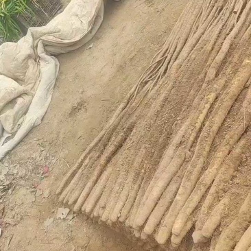 西施山药基地直供，专业团队，分捡，打捆，上车，一条龙服务